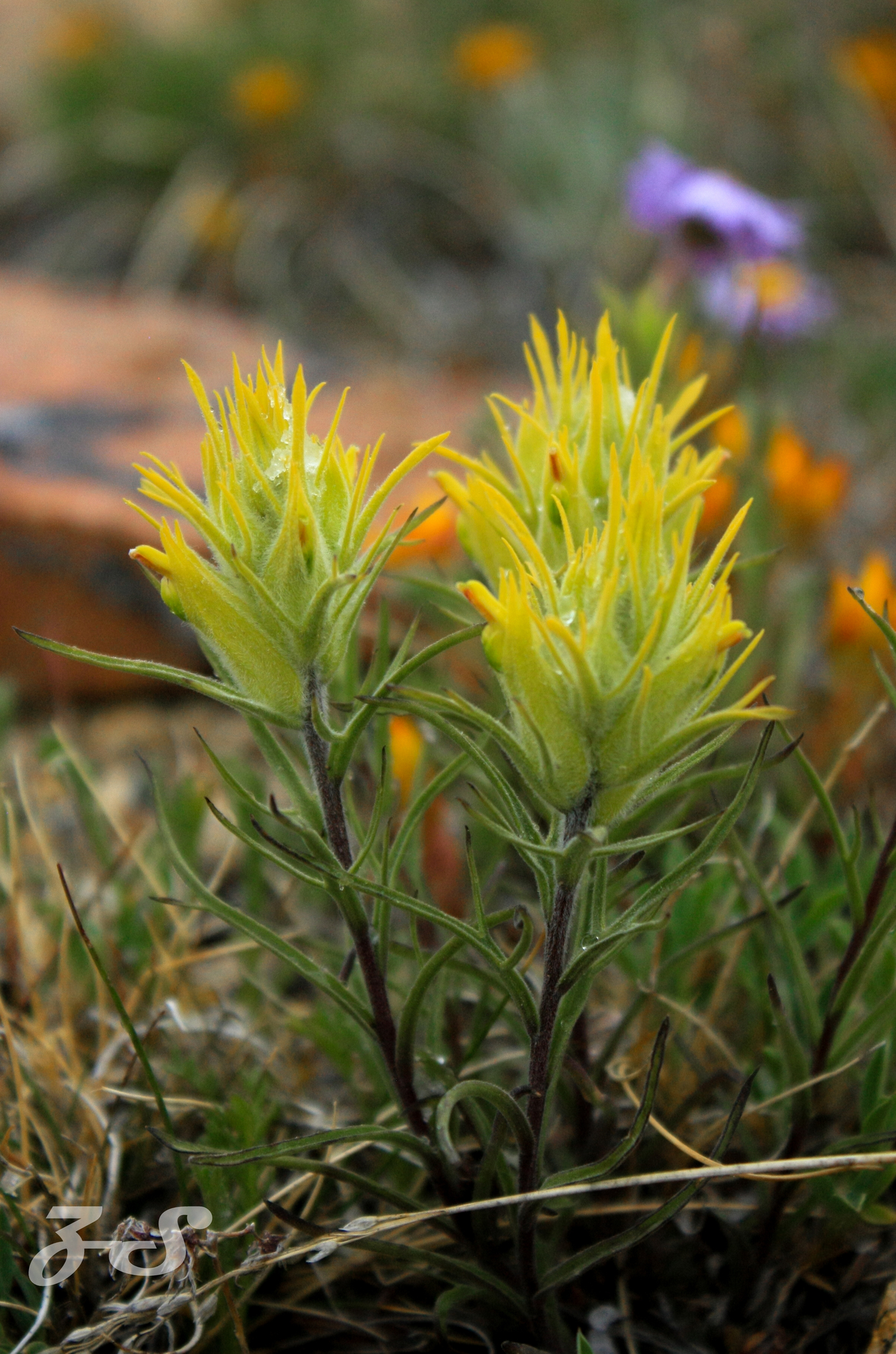 Castilleja puberula
