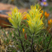 Shortflower Indian Paintbrush - Photo (c) Zach Schiff, some rights reserved (CC BY-NC), uploaded by Zach Schiff