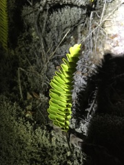 Polypodium pellucidum