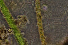 Cladophora glomerata