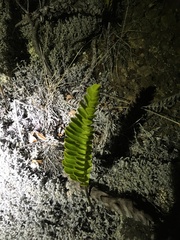 Polypodium pellucidum