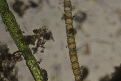 Cladophora glomerata