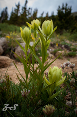Castilleja septentrionalis