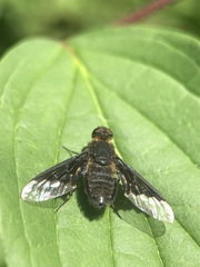 Hemipenthes morio
