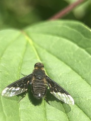 Hemipenthes morio