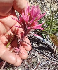 Castilleja angustifolia