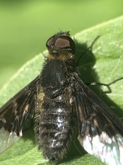 Hemipenthes morio