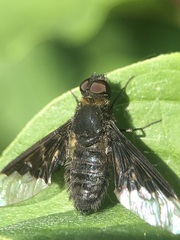 Hemipenthes morio