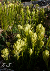 Castilleja septentrionalis