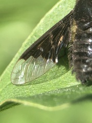 Hemipenthes morio