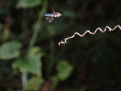 Ocyptamus dimidiatus