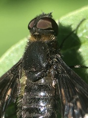 Hemipenthes morio