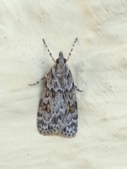 Scoparia ambigualis