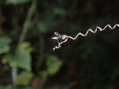 Ocyptamus dimidiatus