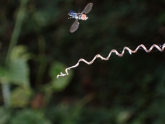 Ocyptamus dimidiatus