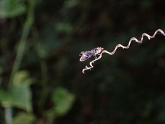 Ocyptamus dimidiatus