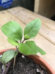 Polygaloides paucifolia