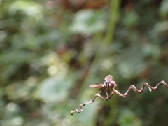 Ocyptamus dimidiatus