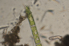 Cladophora glomerata