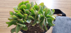 Crassula arborescens undulatifolia
