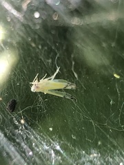 Pterygota