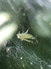 Pterygota