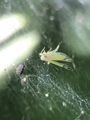 Pterygota