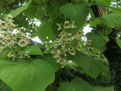 Catalpa
