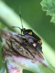 Deraeocoris ruber