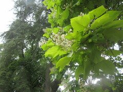 Catalpa