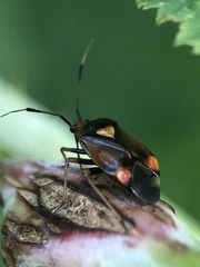 Deraeocoris ruber