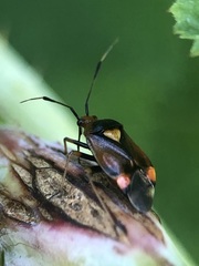 Deraeocoris ruber
