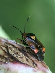 Deraeocoris ruber