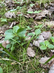 Polygaloides paucifolia
