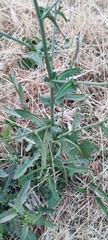 Cichorium intybus