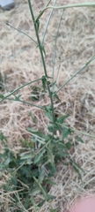 Cichorium intybus