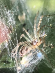 Allagelena gracilens