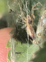 Allagelena gracilens