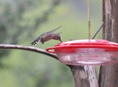 Selasphorus calliope