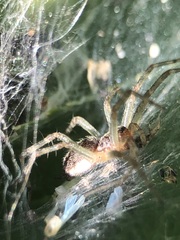 Allagelena gracilens