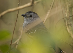 Thamnophilus caerulescens