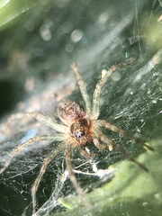 Allagelena gracilens