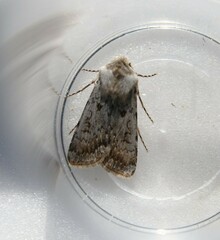 Agrotis ripae