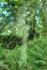 Usnea intermedia