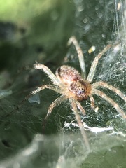 Allagelena gracilens