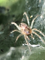 Allagelena gracilens