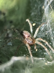 Allagelena gracilens