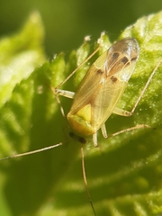 Neolygus contaminatus