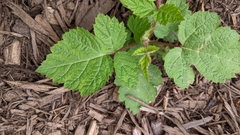 Rubus phoenicolasius