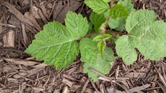 Rubus phoenicolasius
